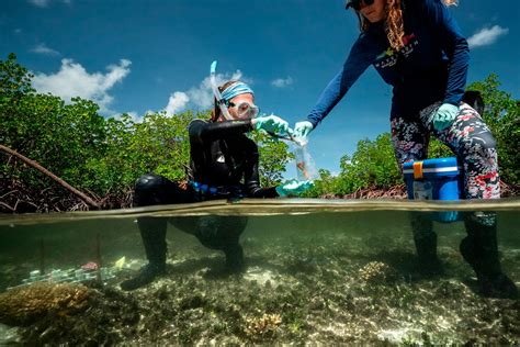 With the help of hardy 'super corals', Dr Emma Camp is 